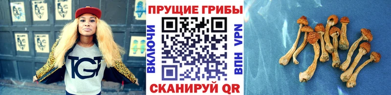 мега ССЫЛКА  Будённовск  Псилоцибиновые грибы мицелий 